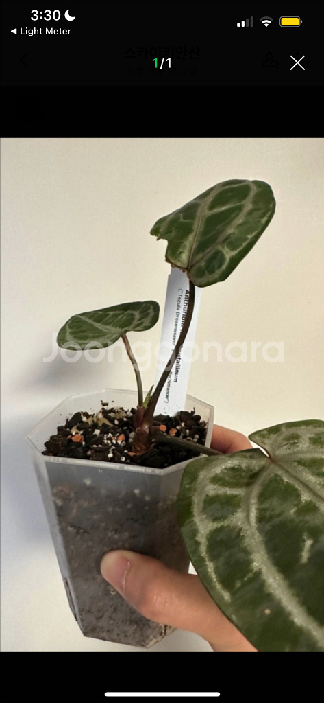 안스리움 테쥴라 레크 드림위버x네크로맨서--2