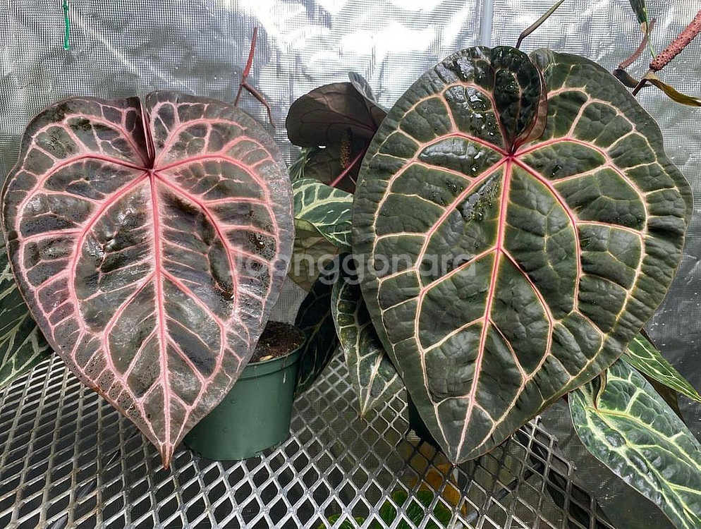 안스리움 테쥴라 레크 드림위버x네크로맨서--3