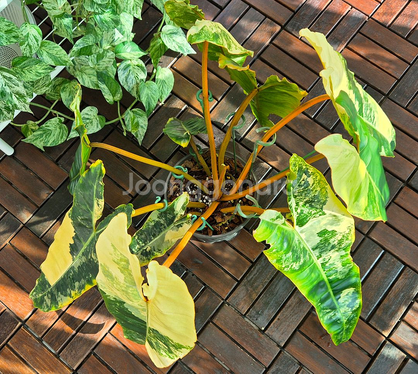 필로덴드론 빌리에티에 바리에가타--0