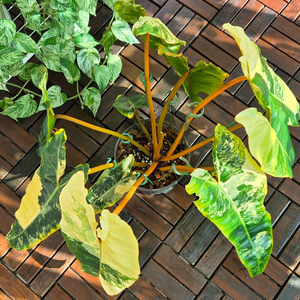 필로덴드론 빌리에티에 바리에가타