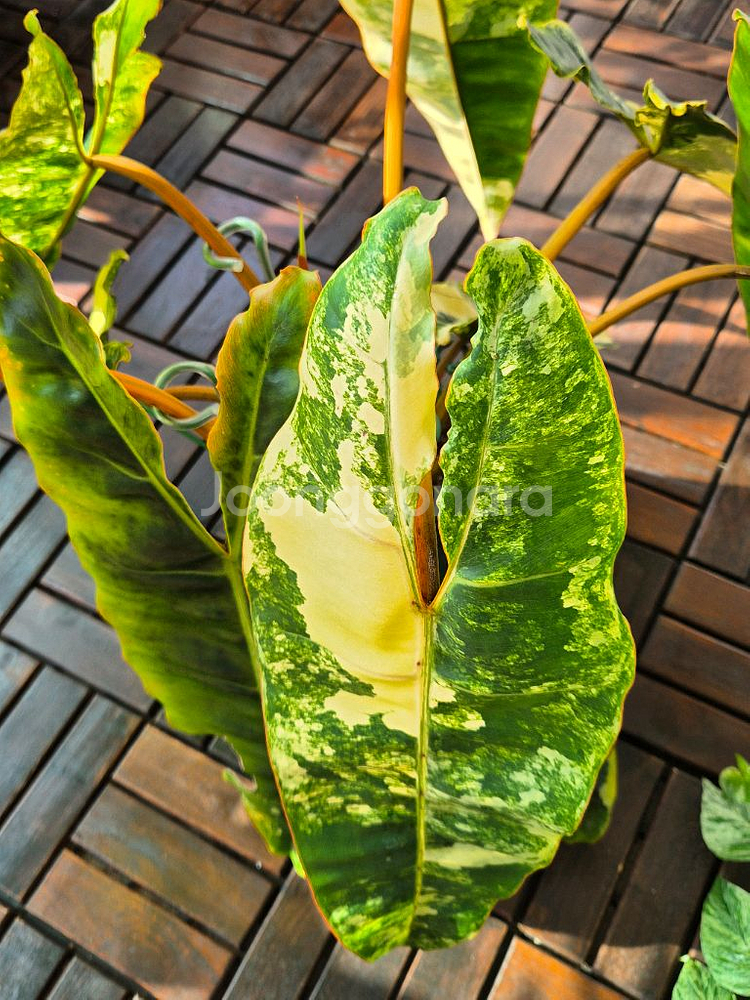 필로덴드론 빌리에티에 바리에가타--2