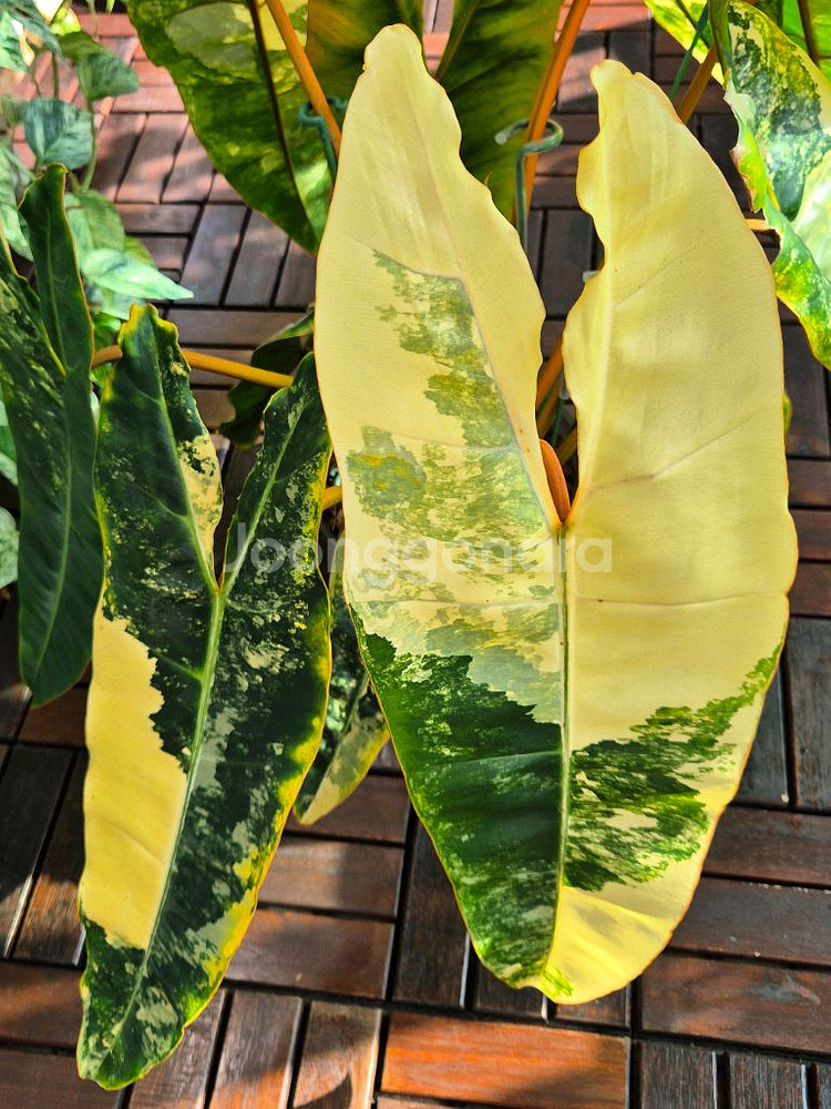 필로덴드론 빌리에티에 바리에가타--1