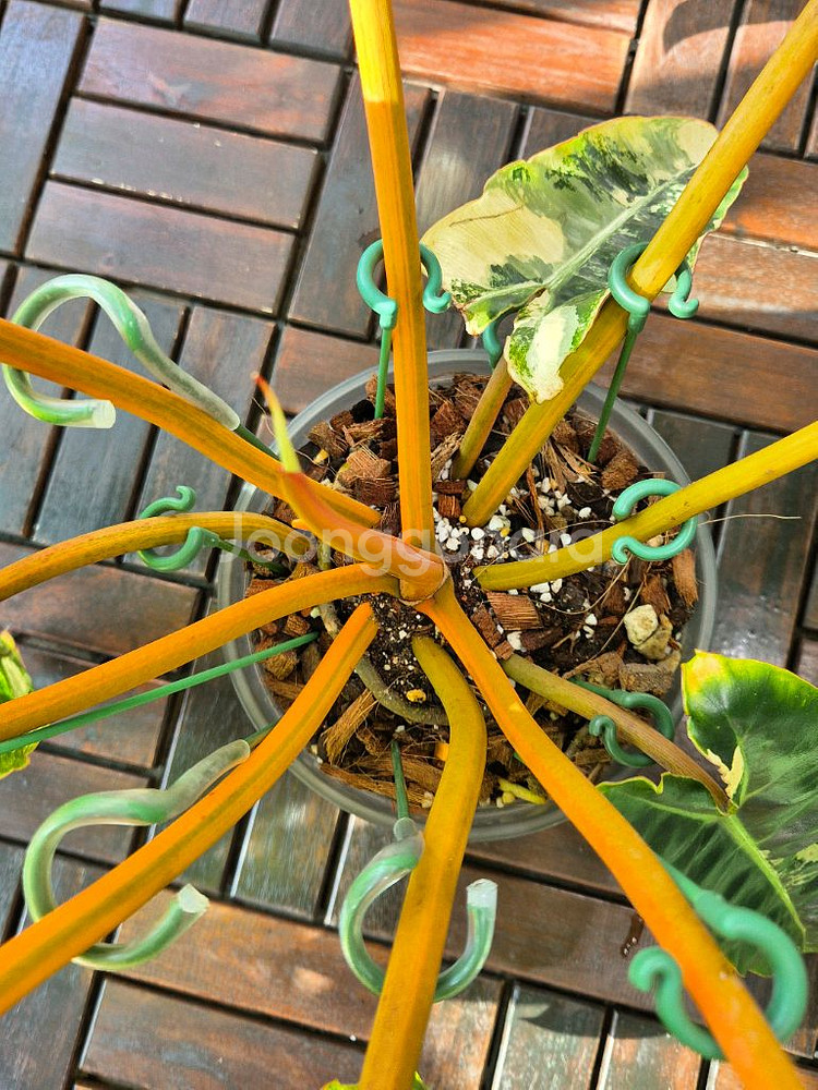 필로덴드론 빌리에티에 바리에가타--4