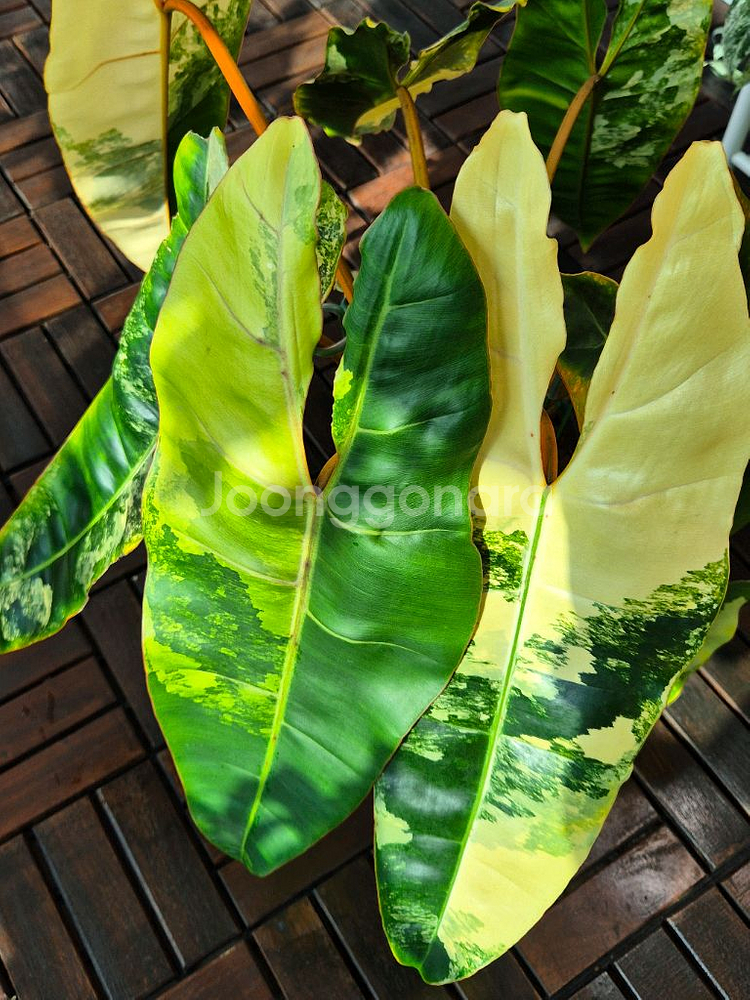 필로덴드론 빌리에티에 바리에가타--3