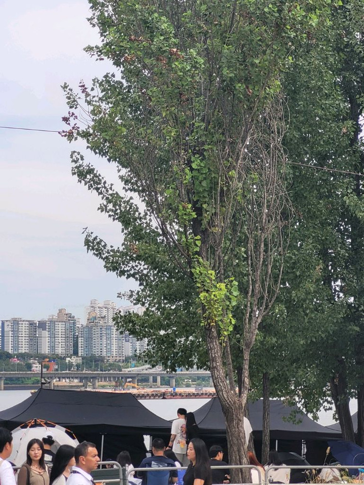 서울불꽃축제 좋은자리가 있어 판매합니다 이미지