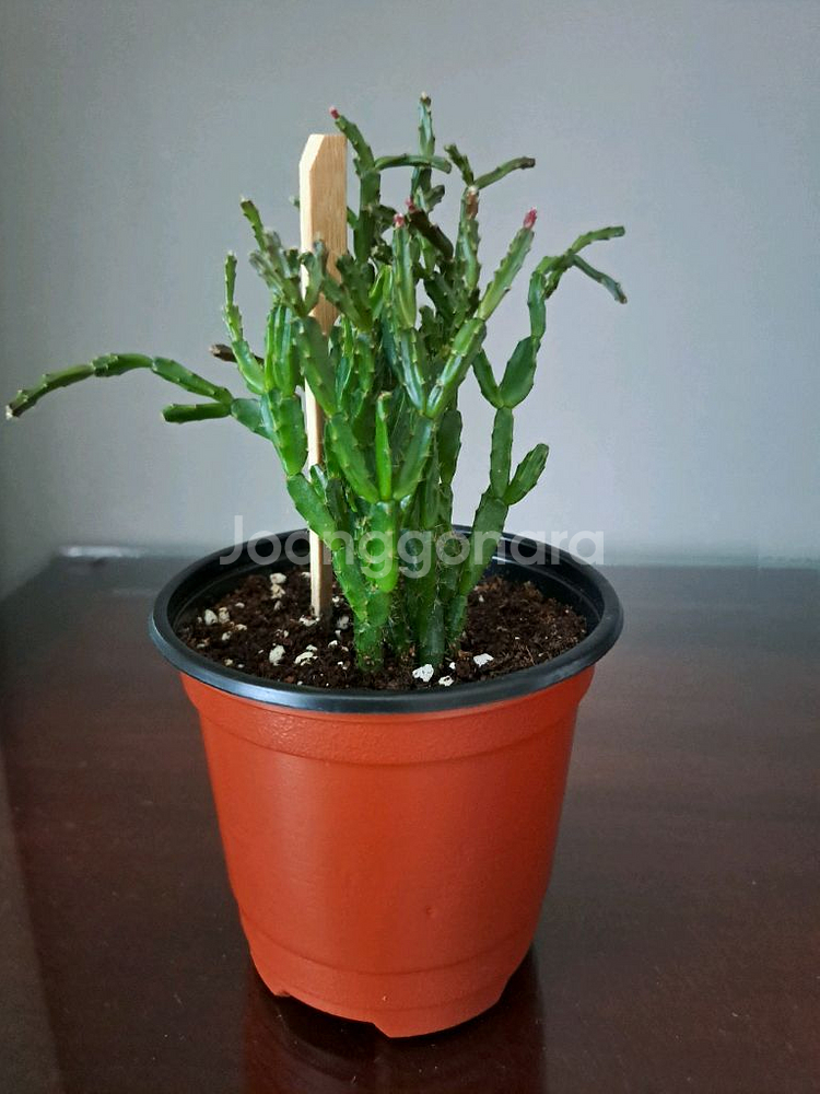 로지아 게발선인장--0