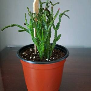 로지아 게발선인장