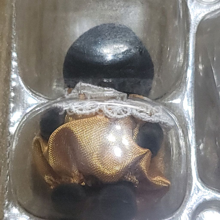 실바니안 두더지 미개봉 새상품(개당 가격)--2