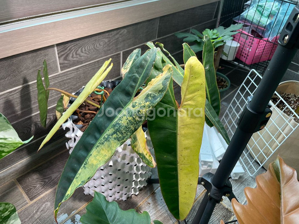 필로덴드론 빌리에티에 바리에가타--0