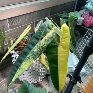 필로덴드론 빌리에티에 바리에가타