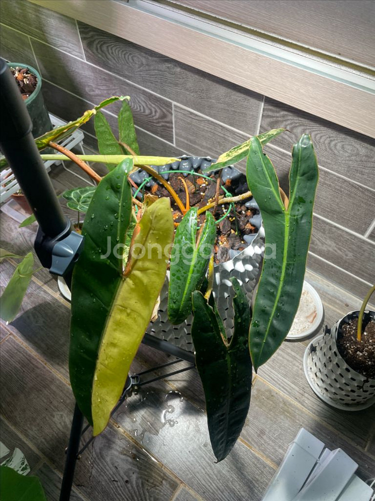 필로덴드론 빌리에티에 바리에가타--2