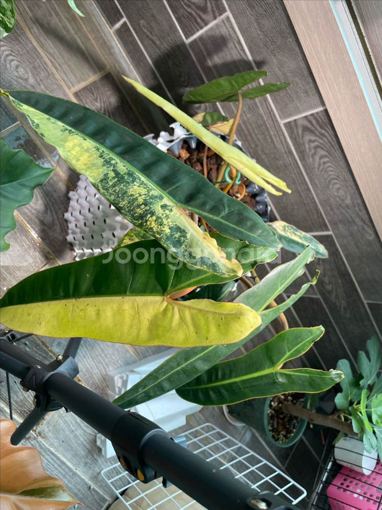 필로덴드론 빌리에티에 바리에가타--1