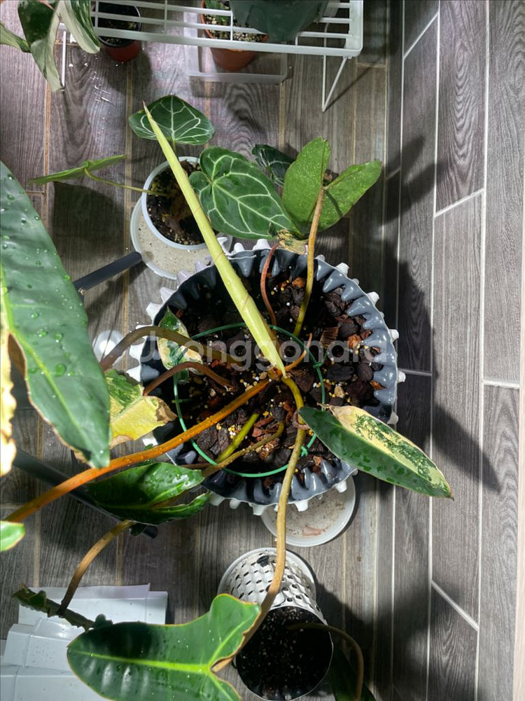 필로덴드론 빌리에티에 바리에가타--4