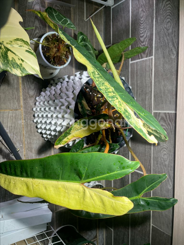 필로덴드론 빌리에티에 바리에가타--5