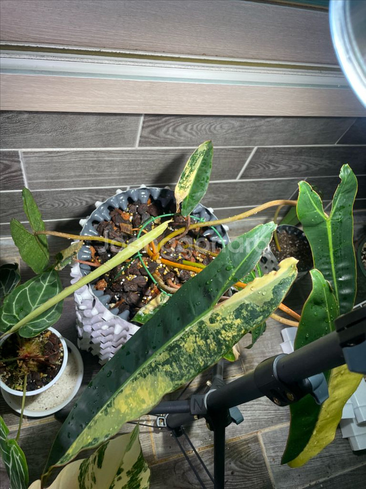 필로덴드론 빌리에티에 바리에가타--3