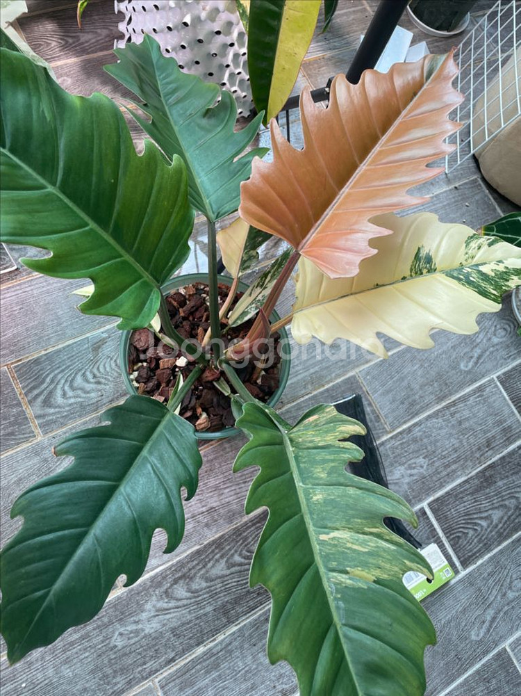 필로덴드론 카라멜마블 바리에가타--0