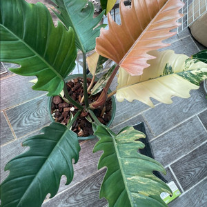 필로덴드론 카라멜마블 바리에가타