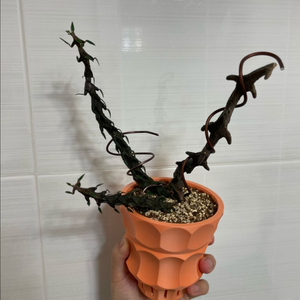 세로페기아 기키이 (용꼬리)