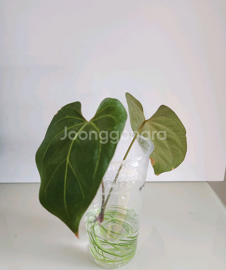 안스리움 파필라미넘--1