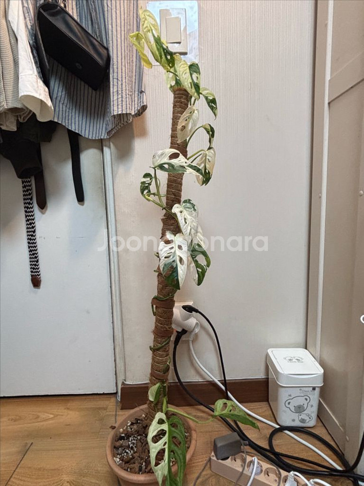 무늬 아단소니 중대품--0