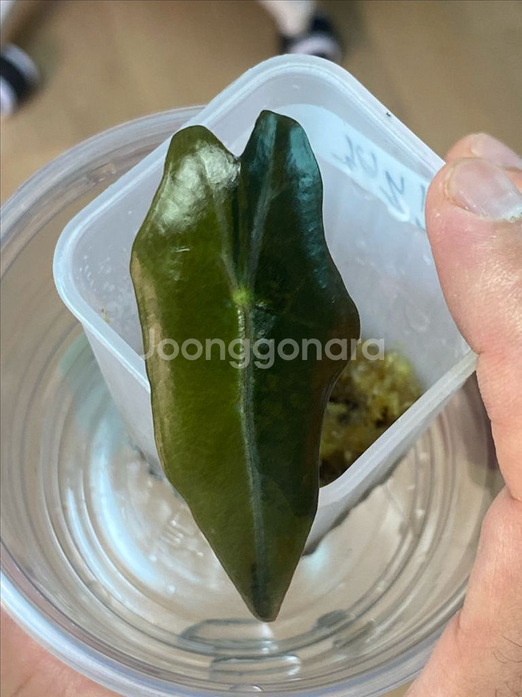 알로카시아 노빌리스옐로우 바리에가타(안스,호야x)--0
