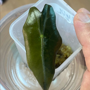 알로카시아 노빌리스옐로우 바리에가타(안스,호야x)