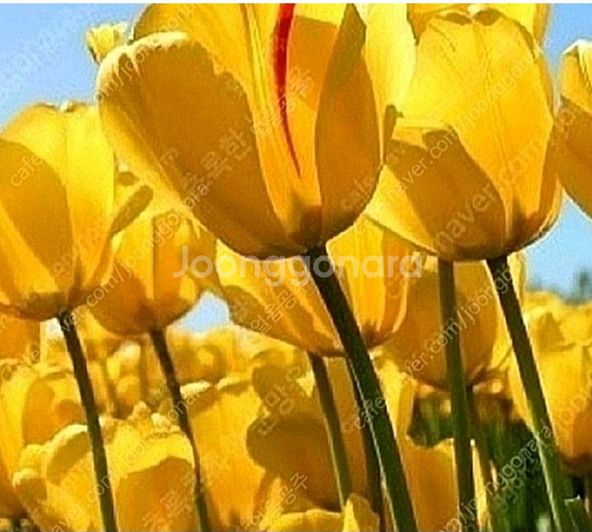 다이소 모바일 금액권 3천원--0