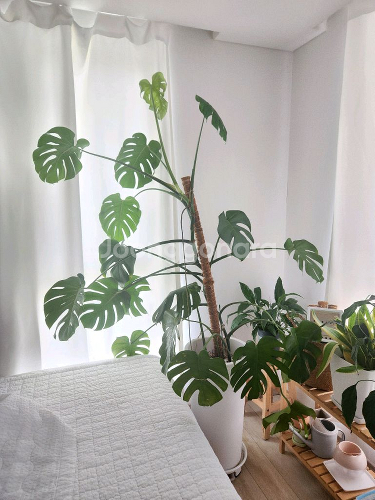 몬스테라 고무나무 카페 인테리어 대형 식물--0