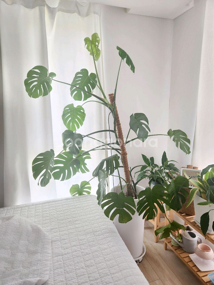 몬스테라 고무나무 카페 인테리어 대형 식물--2