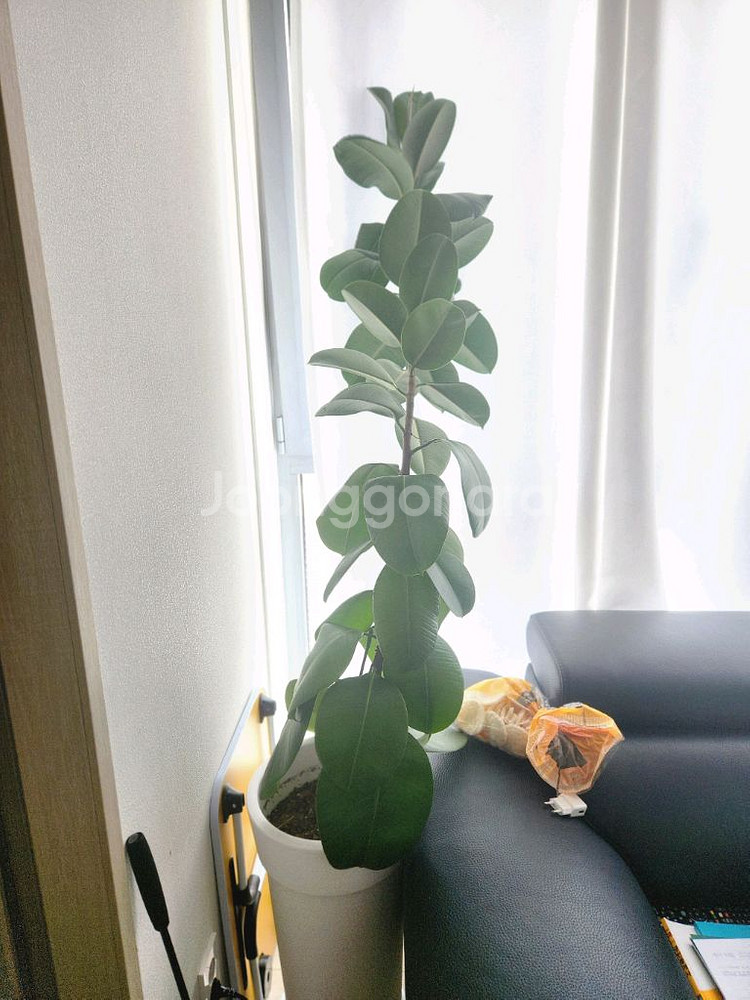 몬스테라 고무나무 카페 인테리어 대형 식물--1