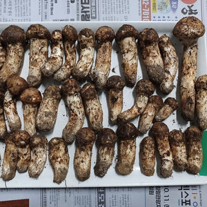 국내산 송이버섯 (1kg 25만원)