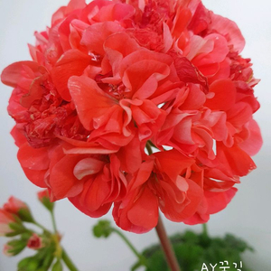 제라늄 2종 AY꿈길 ,오렌지마멀레이드