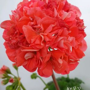 제라늄 2종 AY꿈길 ,오렌지마멀레이드