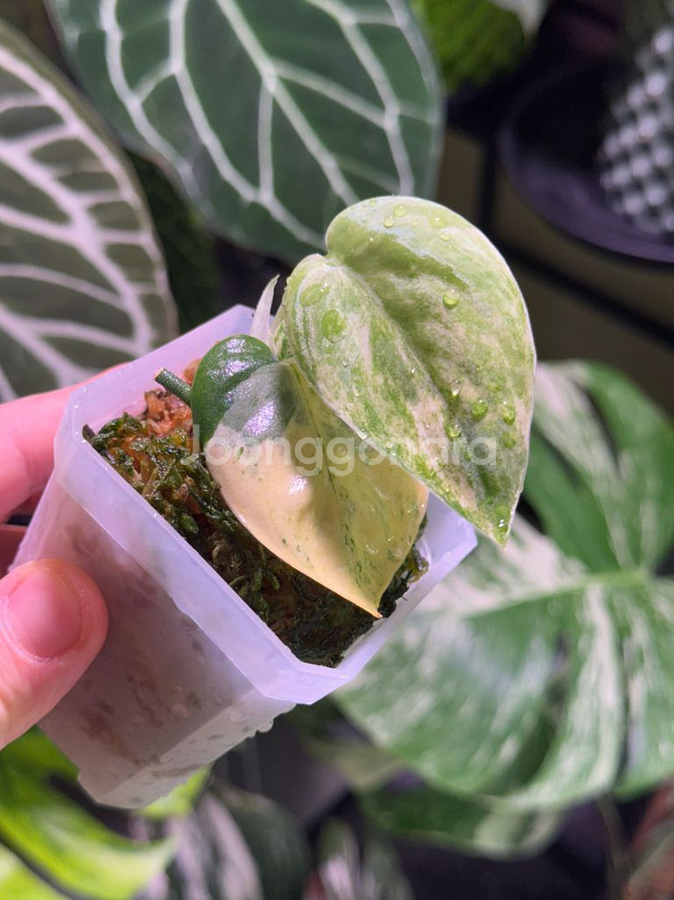 스킨답서스 망구라이 (초레어무천)--0