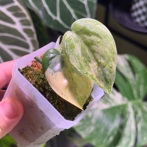 스킨답서스 망구라이 (초레어무천)