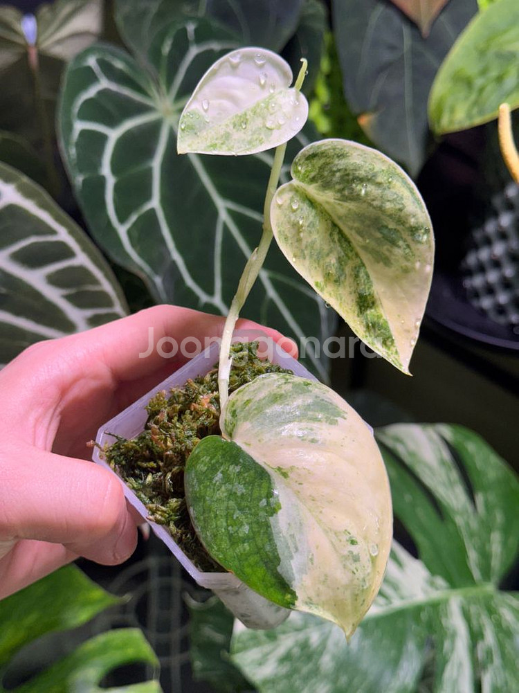 스킨답서스 망구라이 (초레어무천)--1