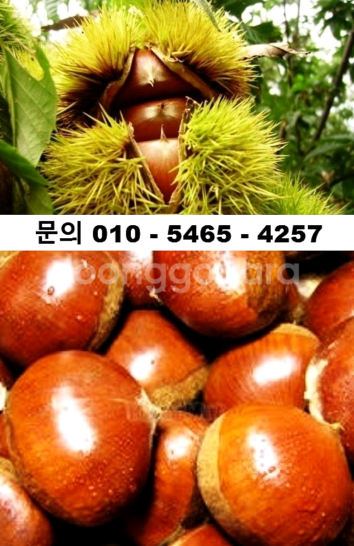 2025 무농약 친환경 햇밤(중) 5kg--0