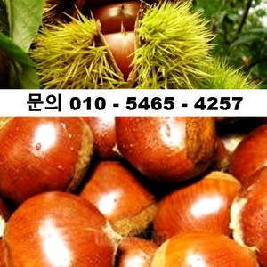 2025 무농약 친환경 햇밤(중) 5kg