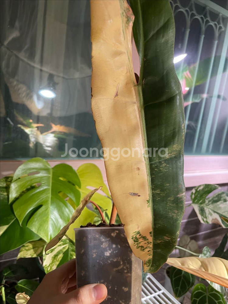 필로덴드론 빌리에티에 바리에가타--0