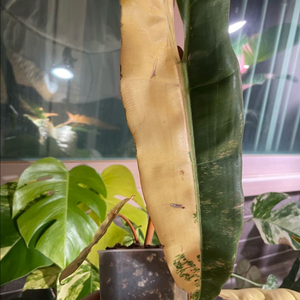 필로덴드론 빌리에티에 바리에가타