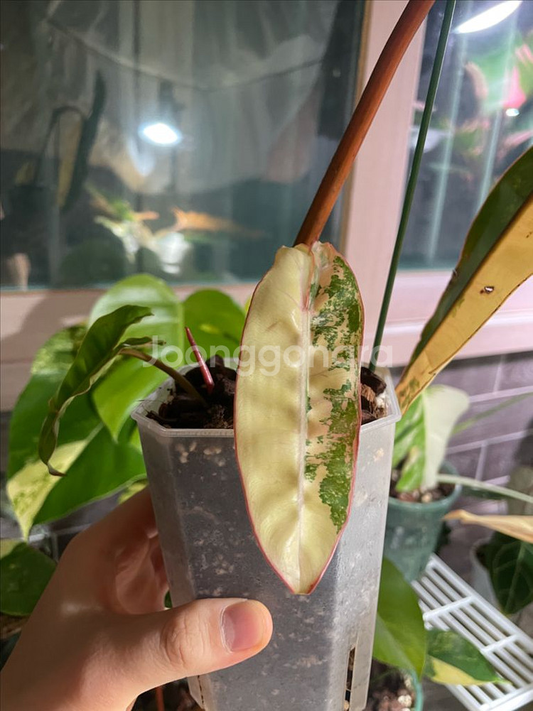 필로덴드론 빌리에티에 바리에가타--1