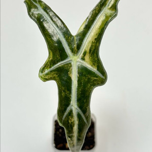 알로카시아 노빌리스 옐로우 바리에가타