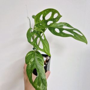 몬스테라 민트무늬아단소니