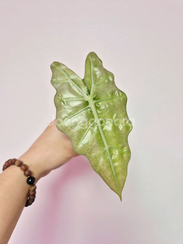 알로카시아 풀민트 스테인글라스(잎16cm)--0