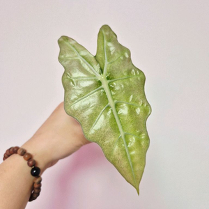 알로카시아 풀민트 스테인글라스(잎16cm)