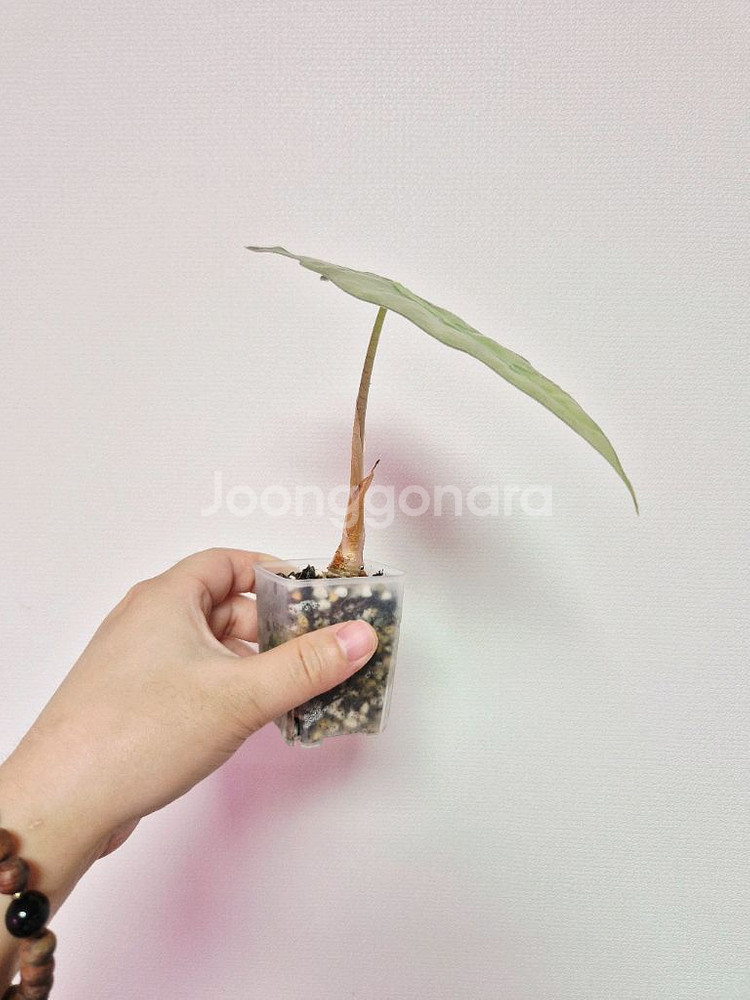 알로카시아 풀민트 스테인글라스(잎16cm)--1