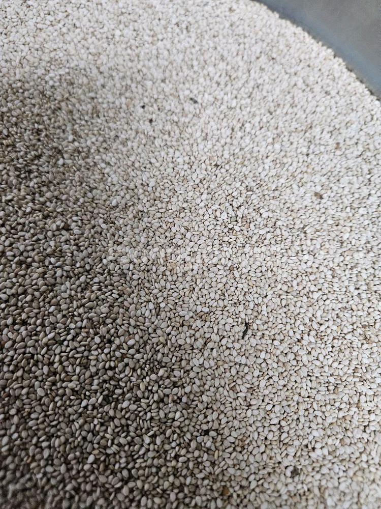 25년도 햇참깨--1