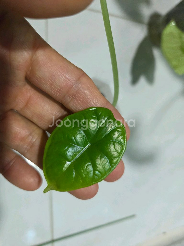 알로카시아 드레곤스케일 바리에가타--0