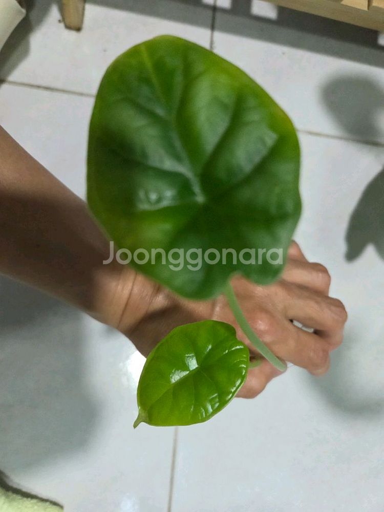 알로카시아 드레곤스케일 바리에가타--4