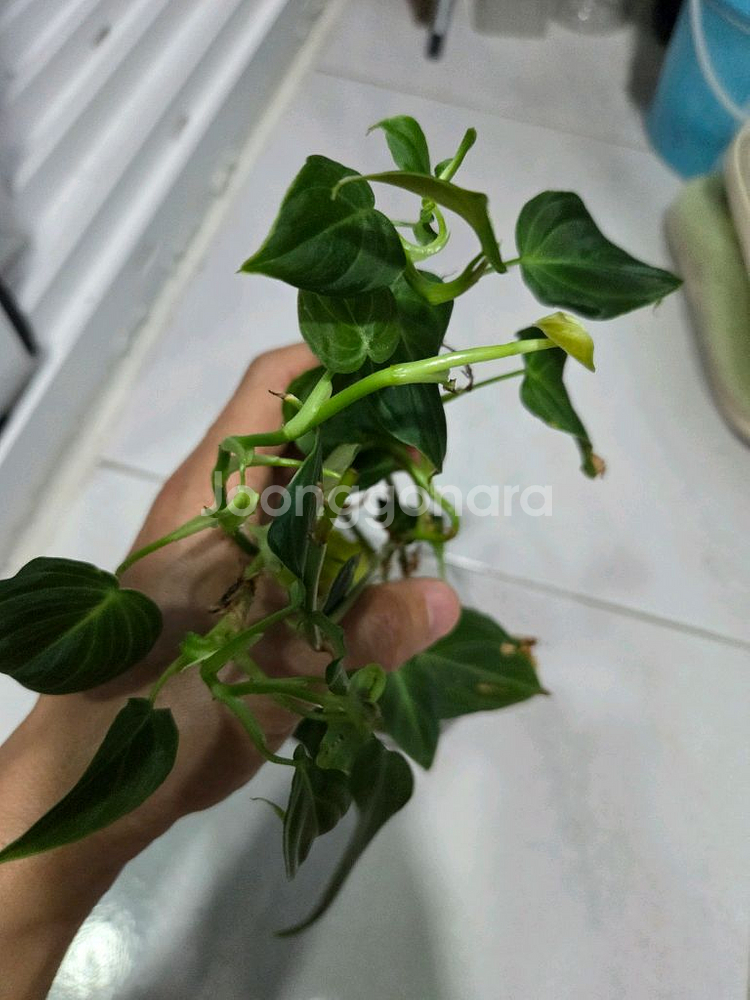 필로덴드론 멜라노크리섬--1
